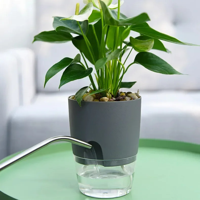 Transparent Double Layer Plast - Aloe Vera Pot 评论和价格