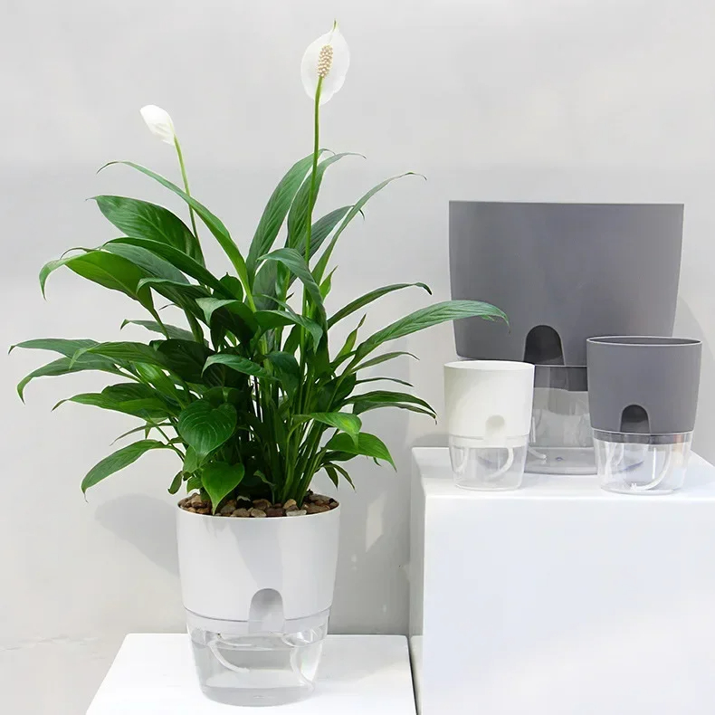 Transparent Double Layer Plast - Aloe Vera Pot 评论和价格