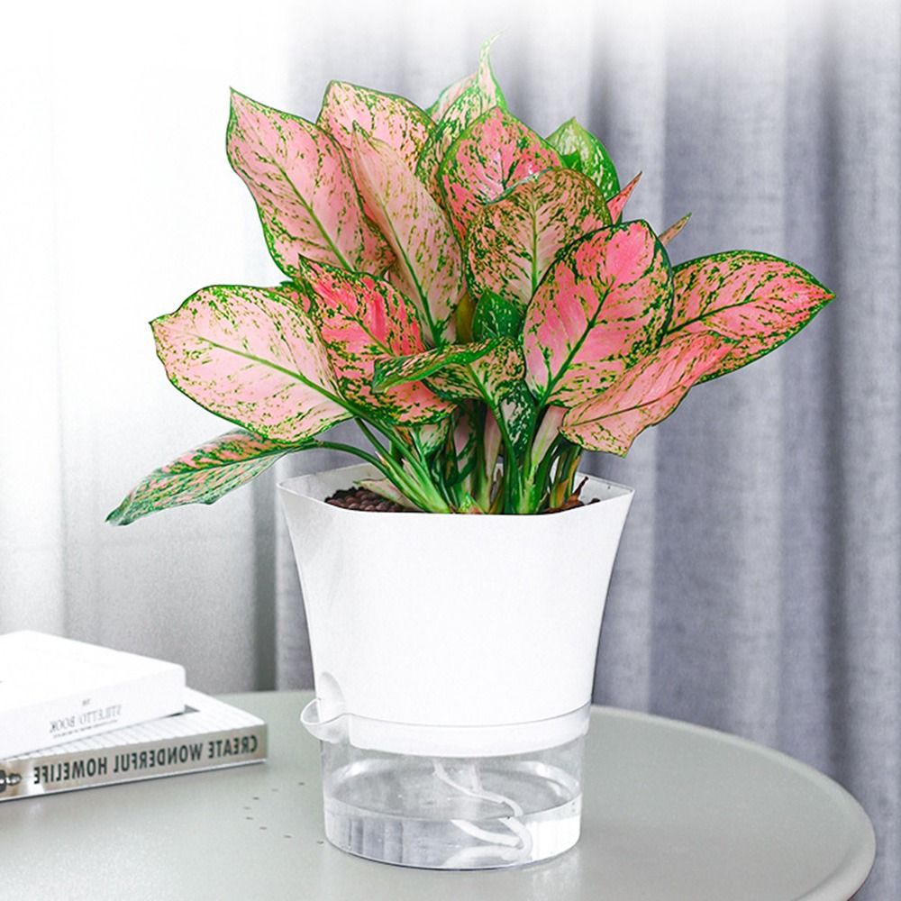 Transparent Double Layer Plast - Aloe Vera Pot 评论和价格