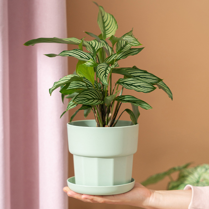 Nordic Minimalist Style Green  - Aloe Vera Pot 评论和价格