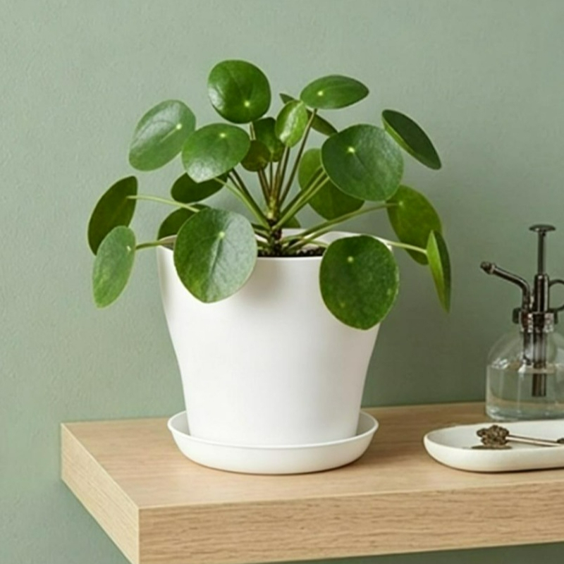 Plant Pot Set with Drainage Ho - Aloe Vera Pot 评论和价格